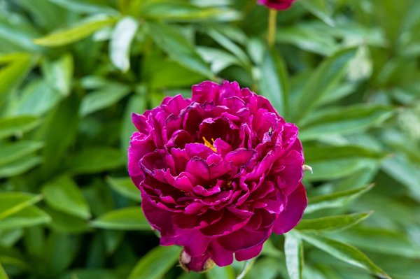 Come organizzare un festival del cinema all'aperto nel rispetto delle norme ambientali?